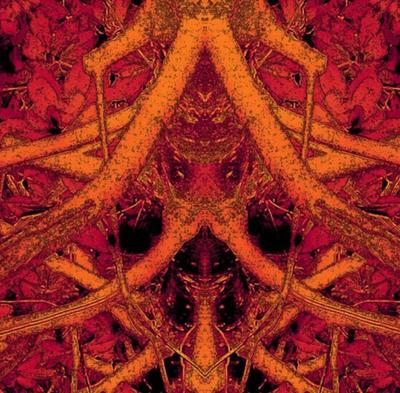 Kaleidoscope Forest Market