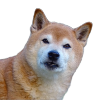 Shibamemegen