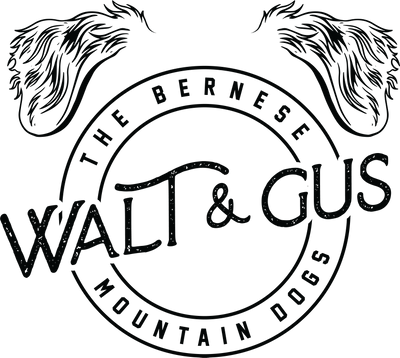 Walt and Gus the Bernese