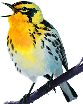 Songbirding Studios Store