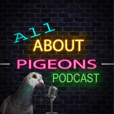 All About Pigeons Podcast 