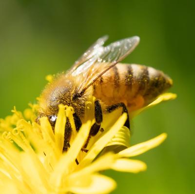 Macro Alaska