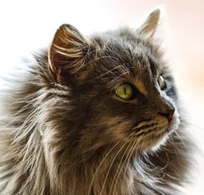 Christian Cat Corner