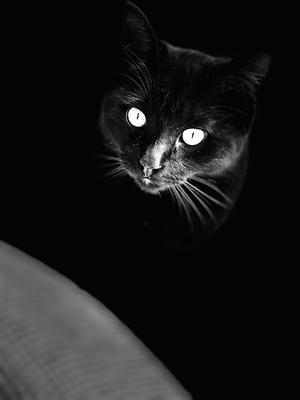 Mailman Macs Route Cats