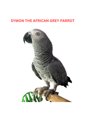 SymonTheAfricanGreyParrot
