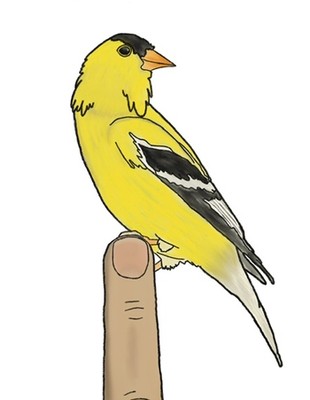 Awkward Bird