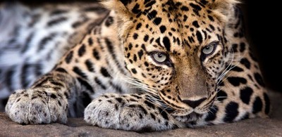 leopardlove 