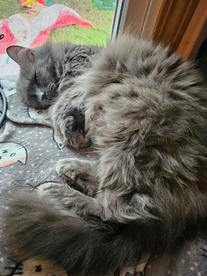 catmom specials 