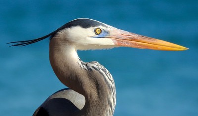 Protect Volusia