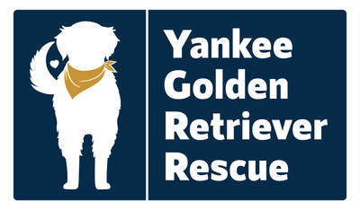 Yankee Golden
