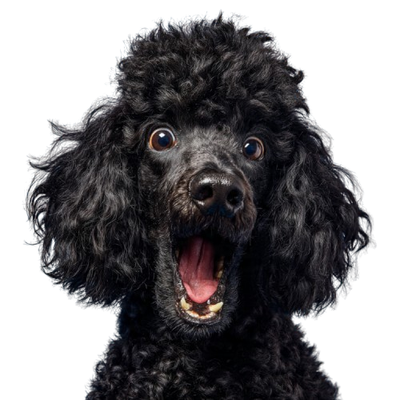 Man's Best Friend Store