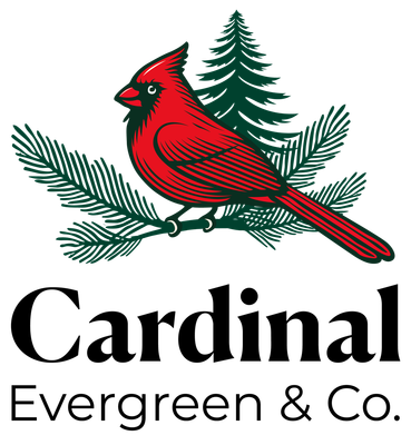 Cardinal Evergreen Holiday