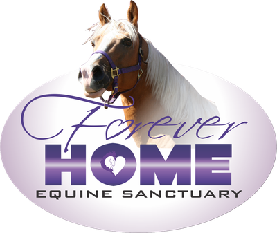 Forever Horses 